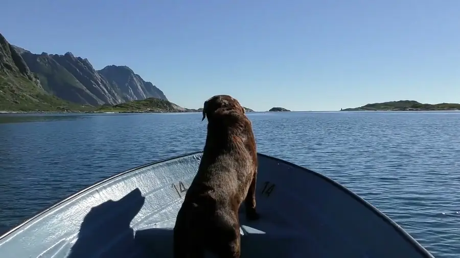DAPS Hund auf Bootsfahrt vor norwegischer Küste